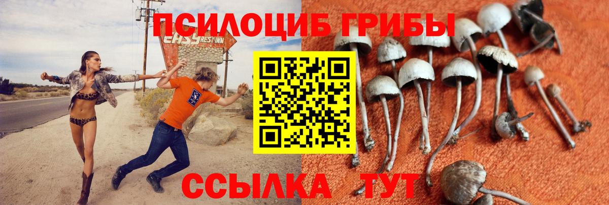 Псилоцибиновые грибы Psilocybine cubensis Киселёвск